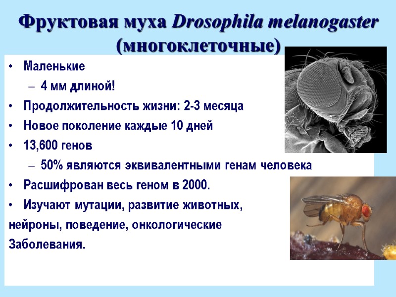 Фруктовая муха Drosophila melanogaster  (многоклеточные) Маленькие  4 мм длиной! Продолжительность жизни: 2-3